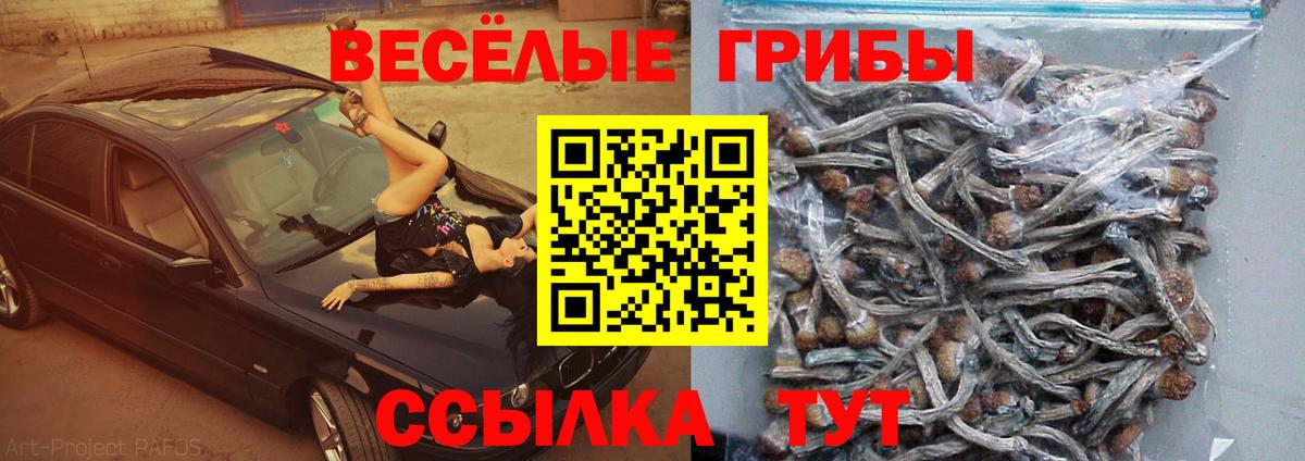 Псилоцибиновые грибы прущие грибы Гусиноозёрск
